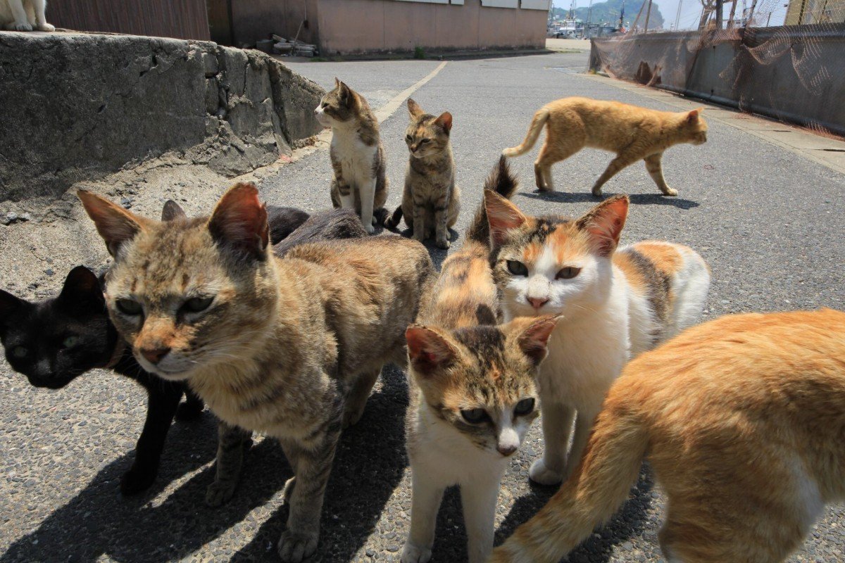 Develaron el macabro misterio de la muerte decenas de felinos en la “isla los de Japón, donde sólo viven 30 personas - Infobae