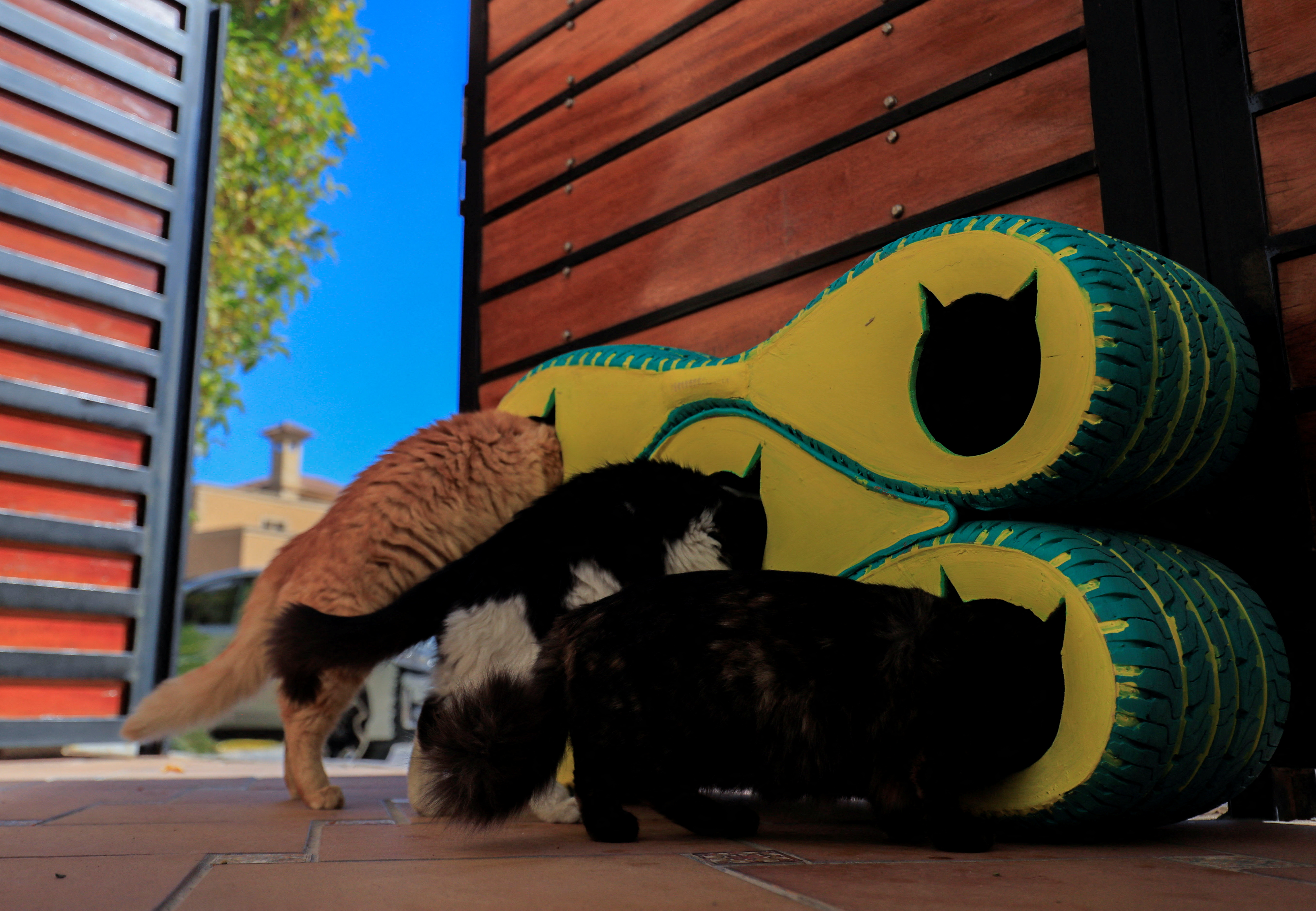 No son animales indecisos, ni tampoco quieran molestarnos. La razón está en su instinto, ese comportamiento innato que determina su preciso ser gatuno (REUTERS)