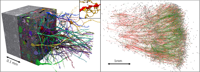 Reconstrucción conectómica de petabytes de un volumen de neocorteza humana. Izquierda: pequeño subvolumen del conjunto de datos. Derecha: Un subgrafo de 5000 neuronas y conexiones excitadoras (verde) e inhibidoras (rojo) en el conjunto de datos. El gráfico completo (conectoma) sería demasiado denso para visualizarlo (Google/Harvard)