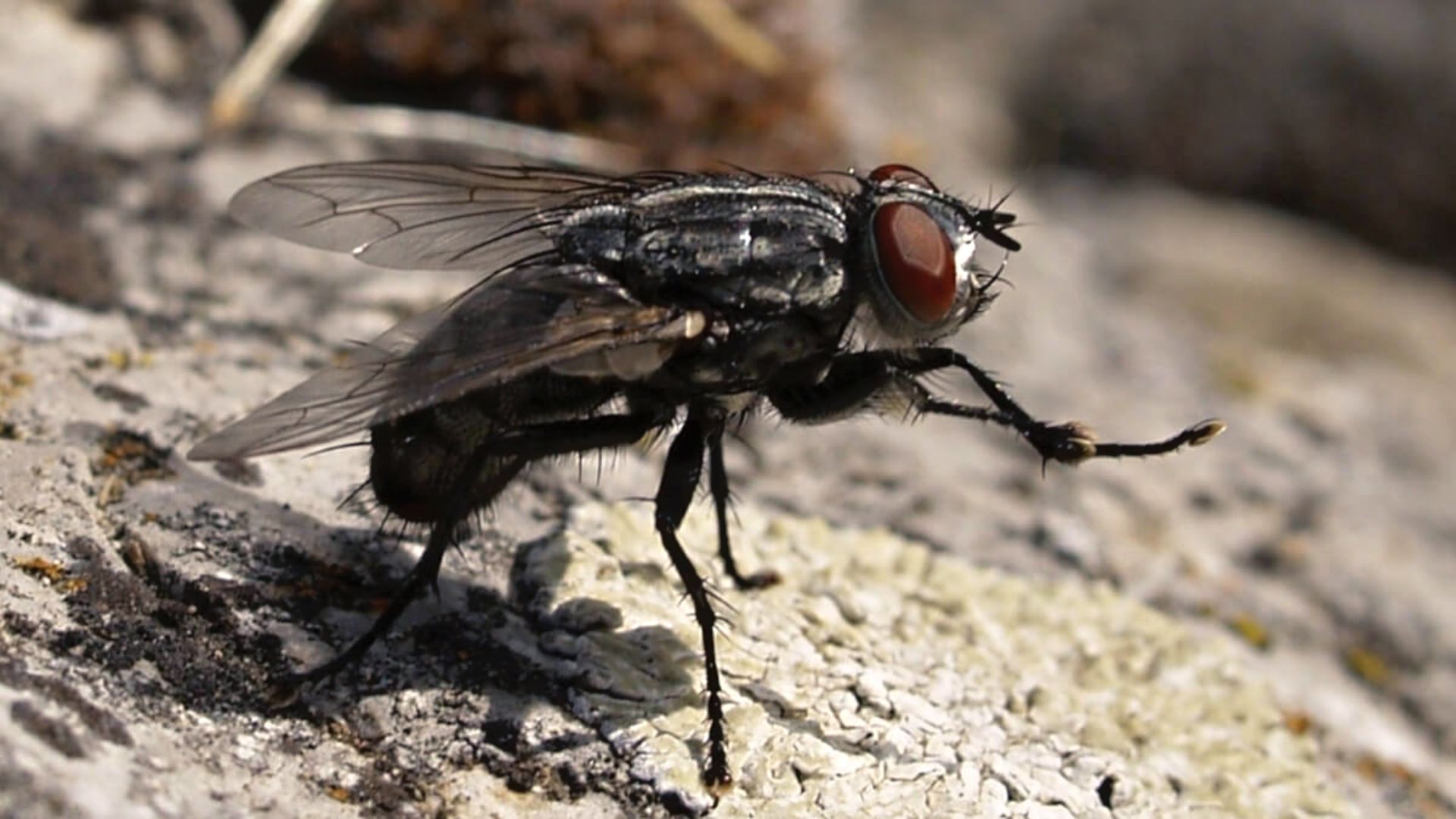 Por qué las moscas se frotan las patas delanteras? - Infobae