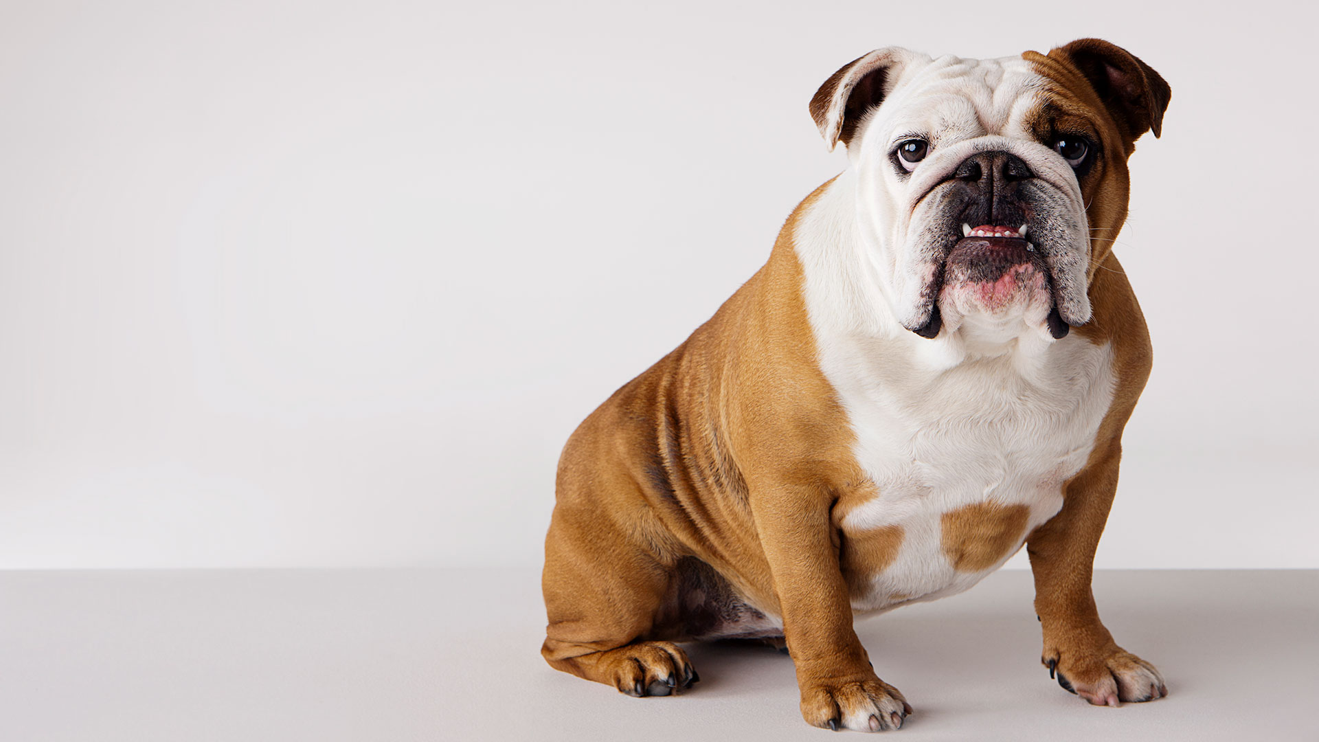 Bulldog inglés: Muchas de las características problemáticas de estas razas, como una cara muy plana, los pliegues faciales profundos y la respiración dificultosa y ruidosa, son percibidas por muchas personas como características deseables, lamentablemente  (Gettyimages)