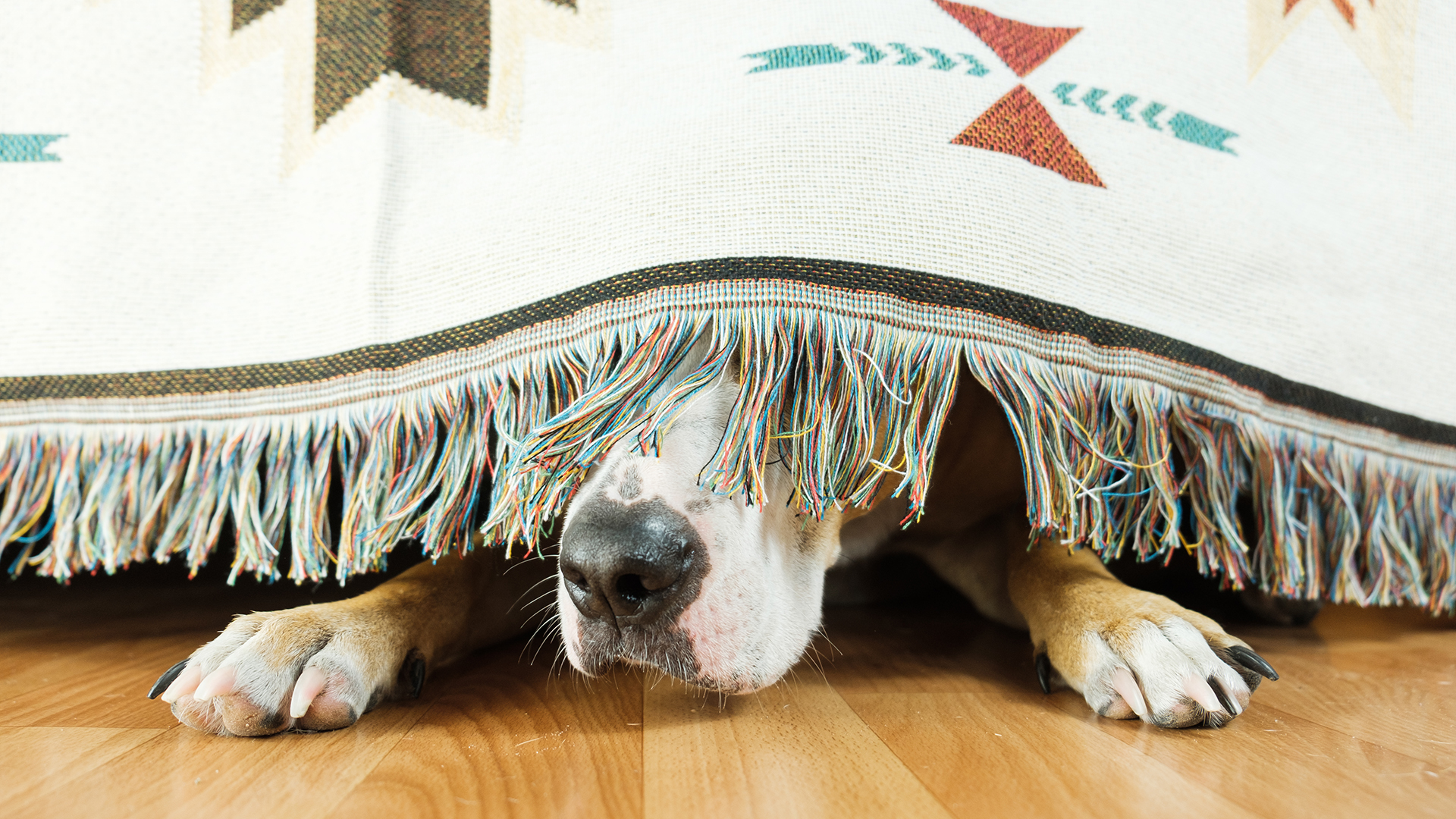 Los ruidos significan más intensidad y molestias para las mascotas
 (Shutterstock)