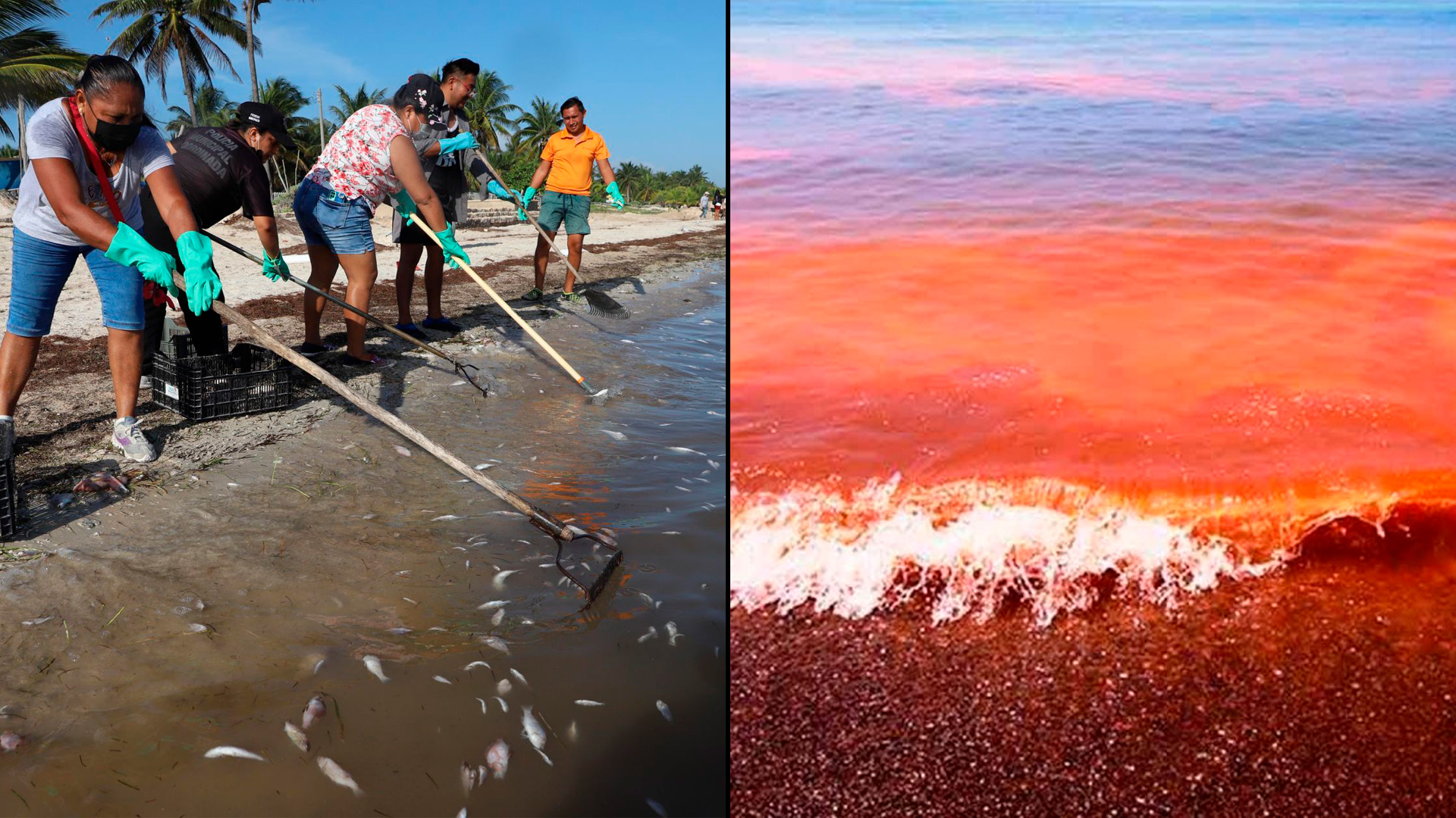 El turismo y los pescadores son los más afectados por el avance de la marea roja en Yucatán 