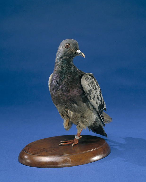 La paloma Cher Ami se exhibe en el Museo Nacional de Historia junto al sargento Stubby, otro animal héroe de la Primera Guerra Mundial. (Foto: Instituto Smithsoniano)