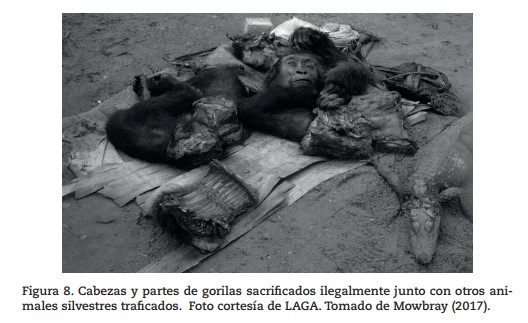 Un gorila se perdió en Hidalgo (Especial/Semarnat)