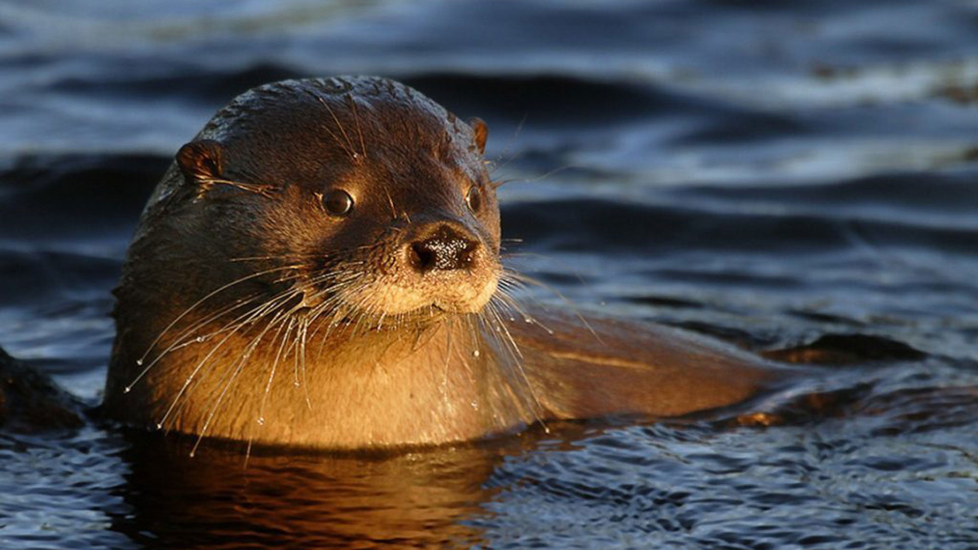 Horacio Rodríguez Larreta reapareció y lanzó 