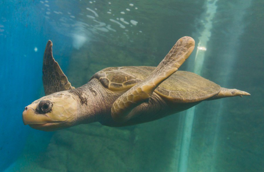 En Mazunte se puede visitar el acuario del Centro Mexicano de la Tortuga . (Foto: Sectur)