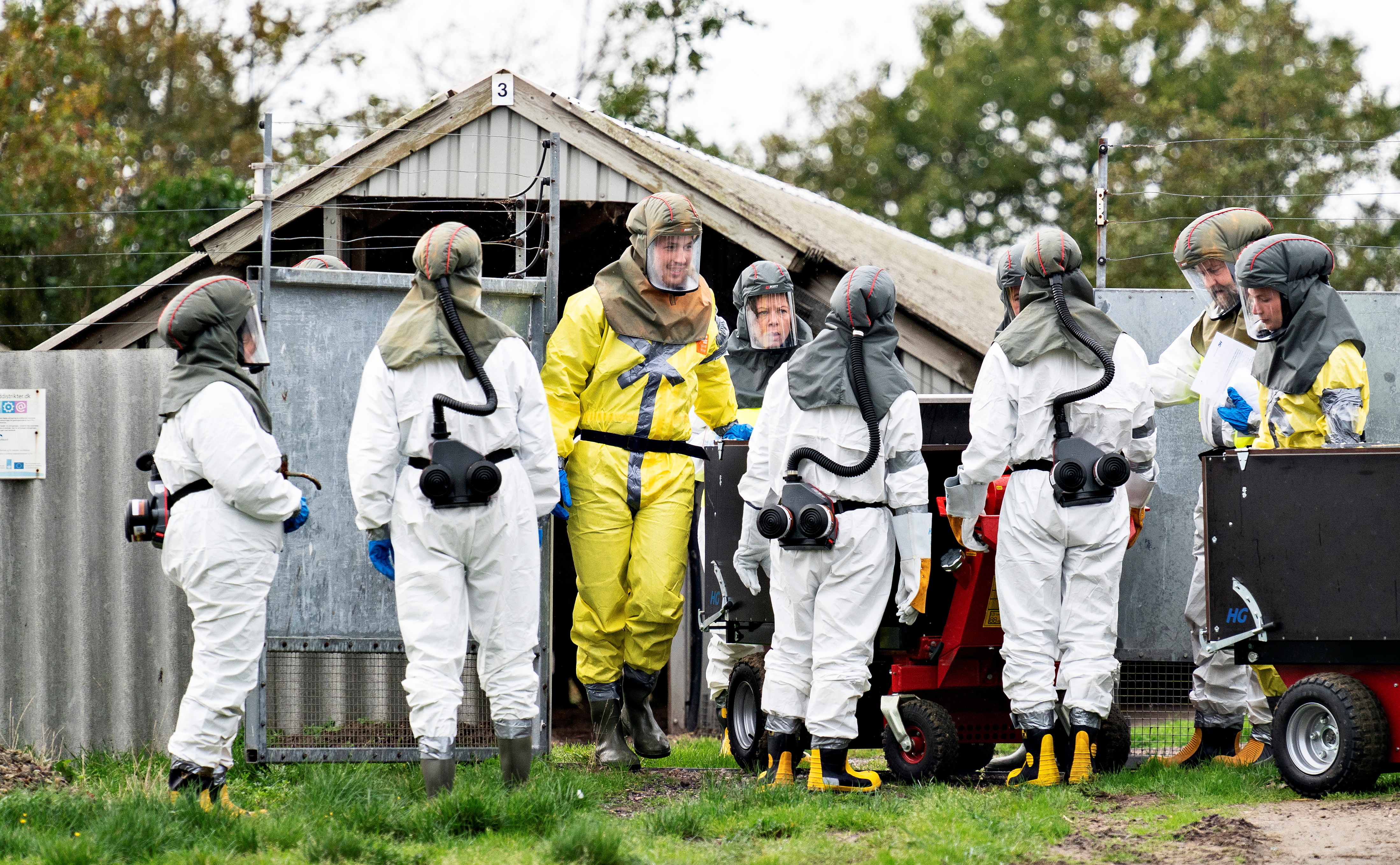 Empleados de las autoridades danesas usando equipo protector antes de sacrificar a visones responsables de una serie de brotes de coronavirus (Ritzau Scanpix/Henning Bagger via REUTERS)    