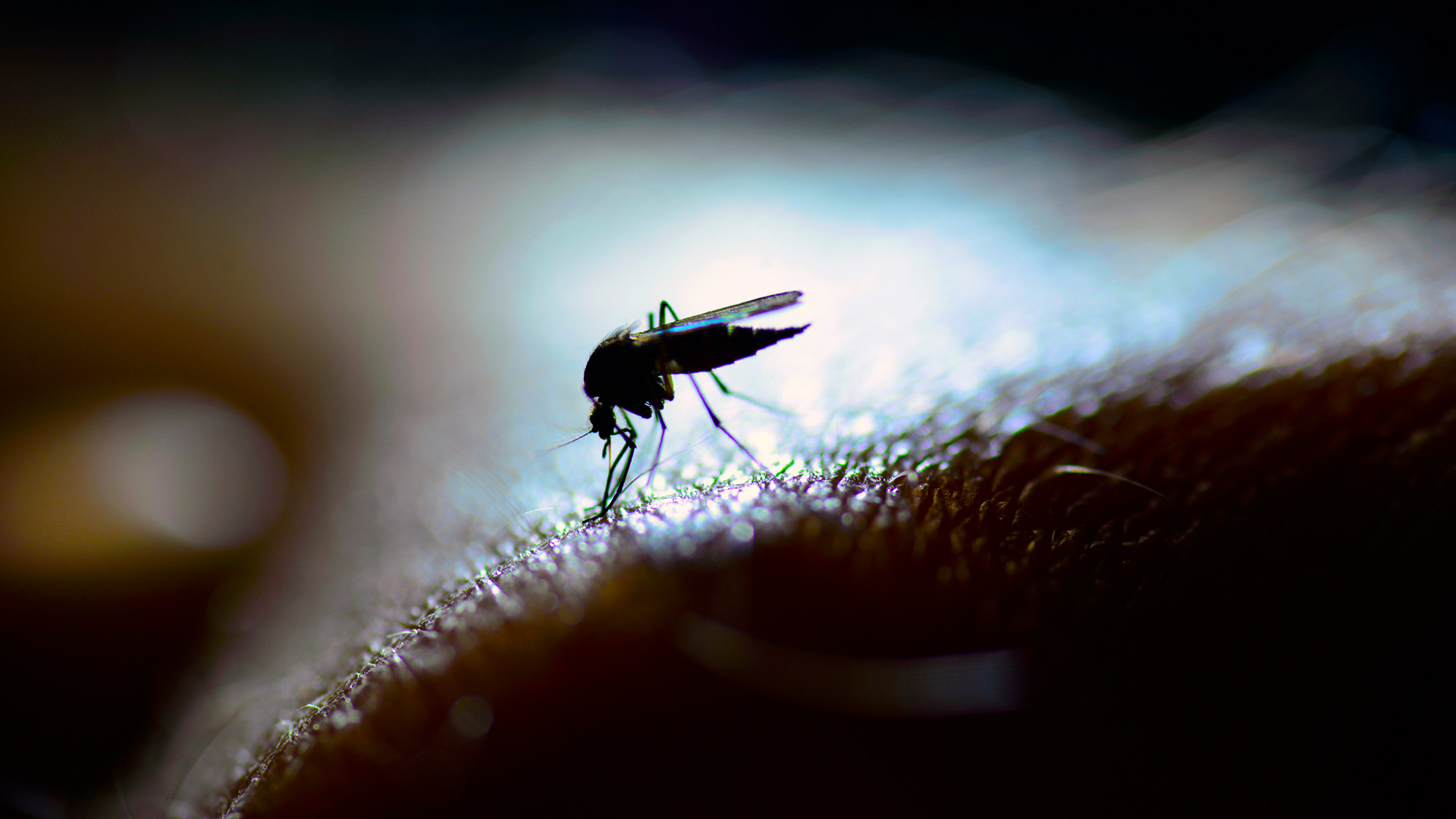 El mosquito del dengue pica de día y de noche: cuáles son las horas más riesgosas
