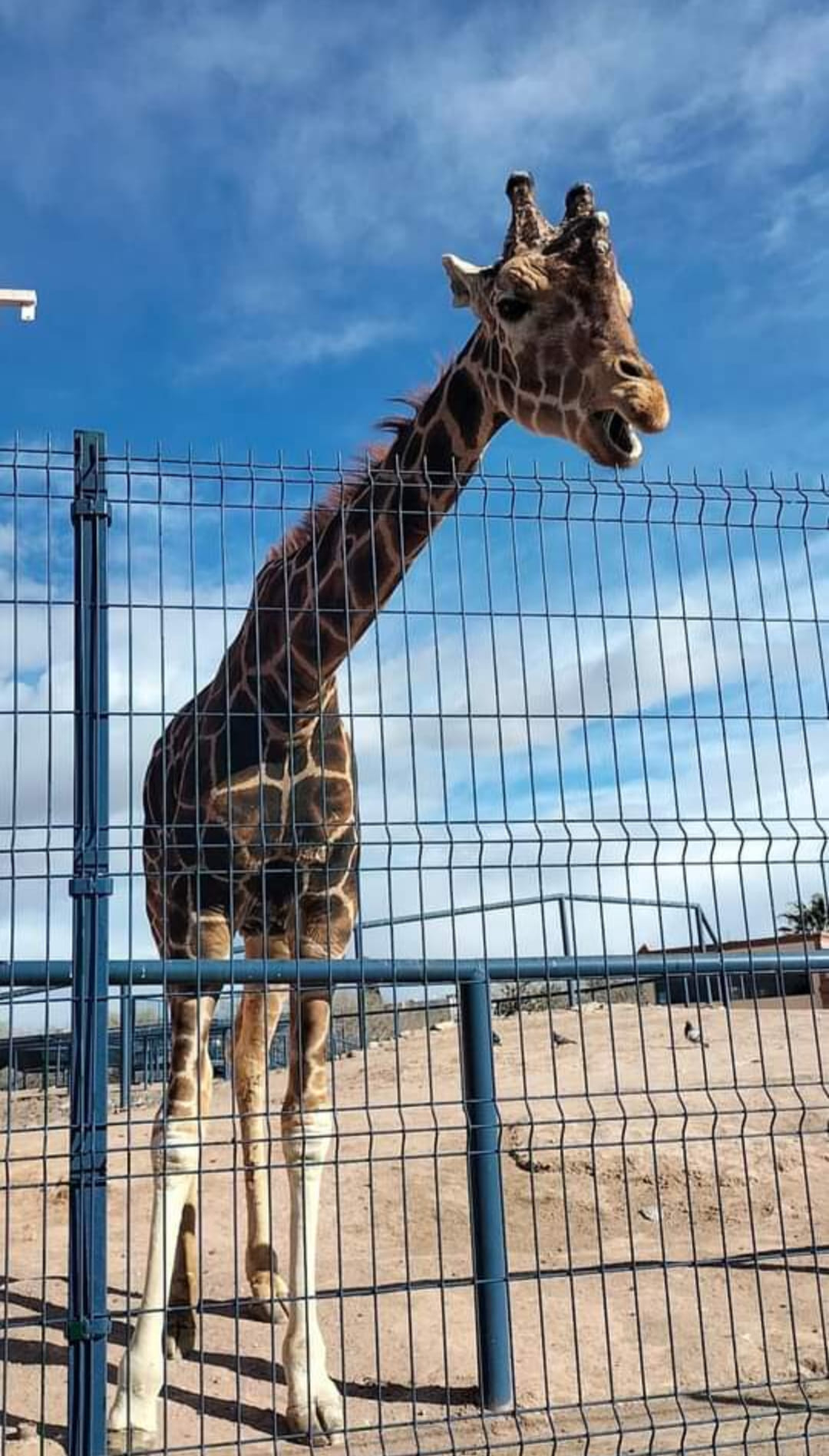 Murió Modesto Jirafa Que Vivió Más De Veinte Años En Parque Central De Ciudad Juárez Infobae 2558