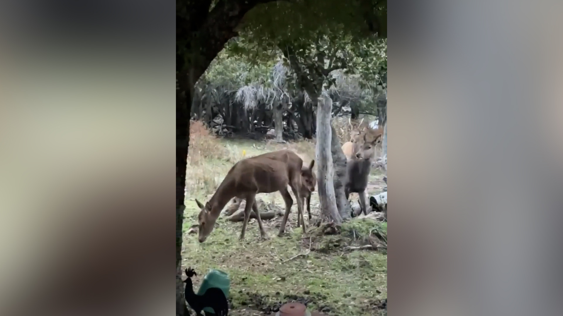 Una familia film&oacute; a ciervos caminando junto a su casa en un hecho inusual en la zona urbana de Bariloche 