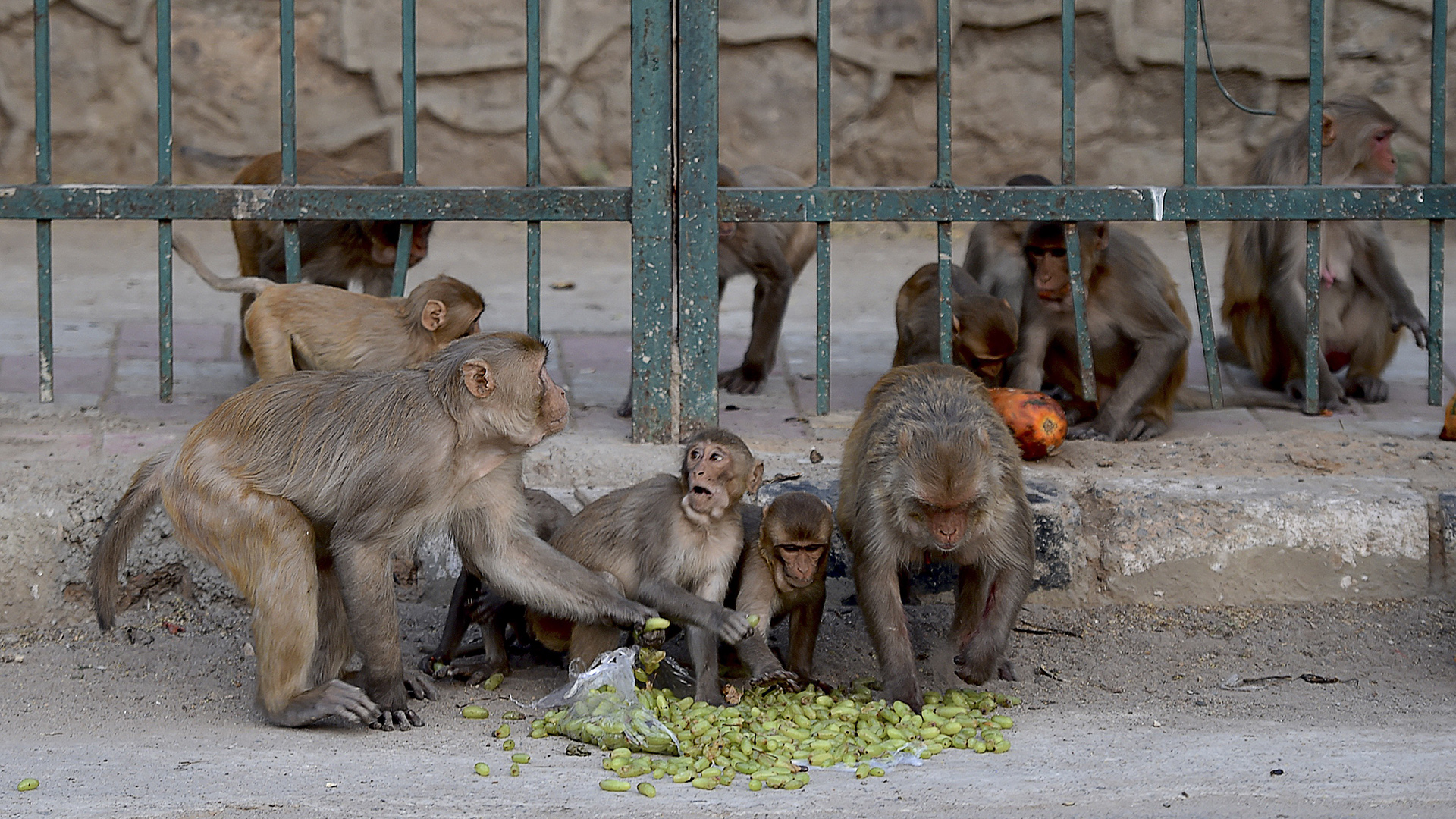 Los monos empezaron una venganza contra los perros después de que uno de ellos matara a una cría de los primates