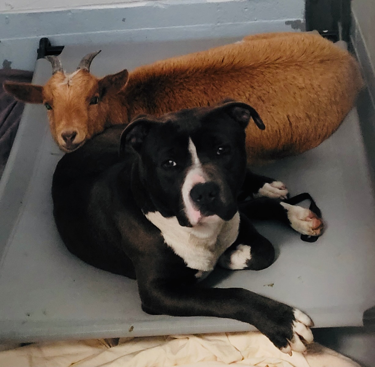 Cinnamon y Felix disfrutan de una siesta juntos (Centro Animal del Condado de Wake)