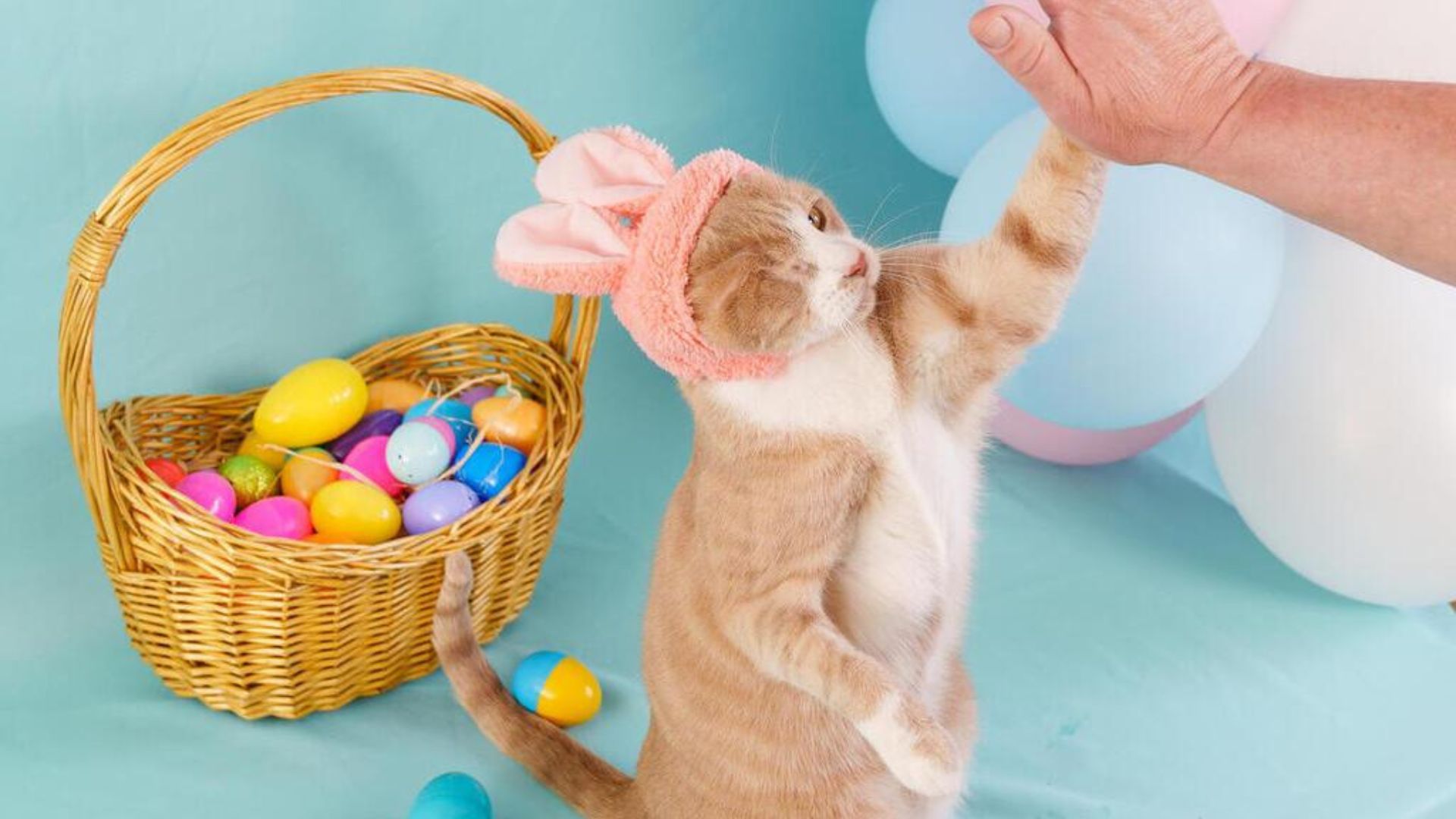La conmovedora historia de Crash, el gato sin ojo que se convirtió en el “Conejo de Pascua”