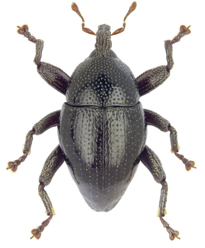 The Chewbacca beetle is one of the species named after the characters in Star Wars / A. Riddle