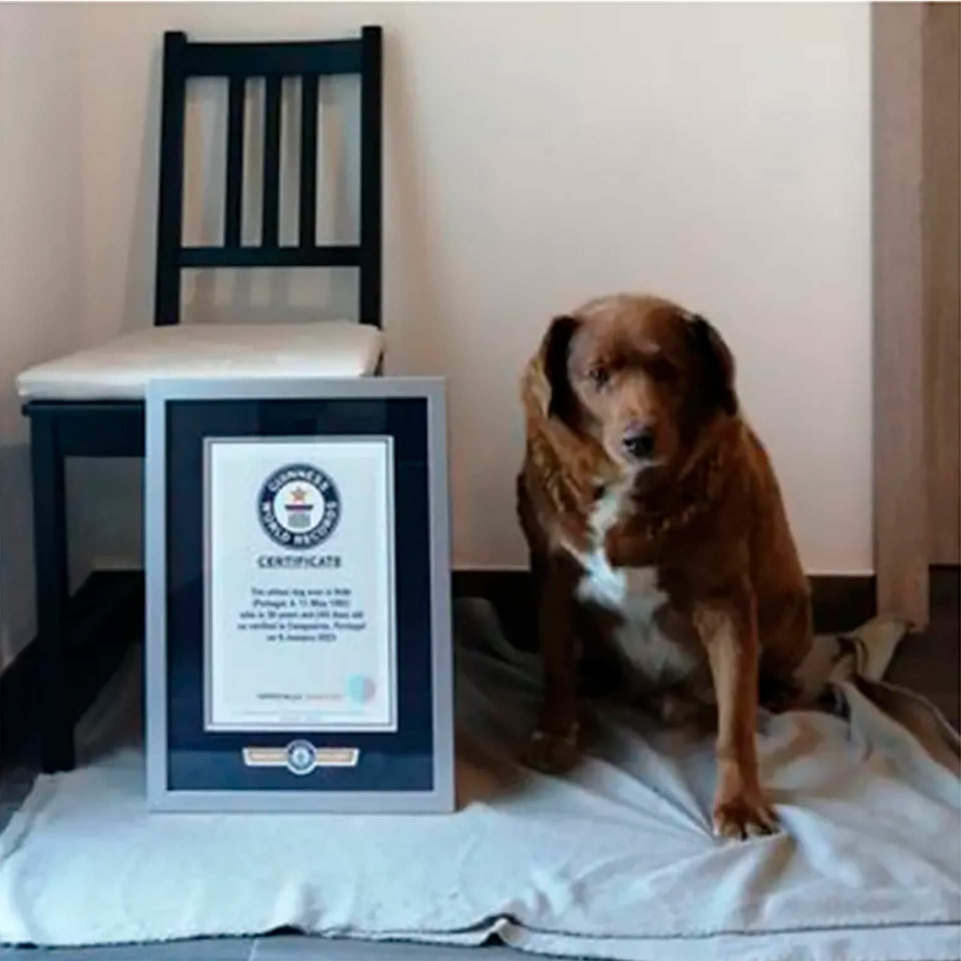 Un perro con 30 años fue reconocido como el más del mundo por el Record Guiness - Infobae