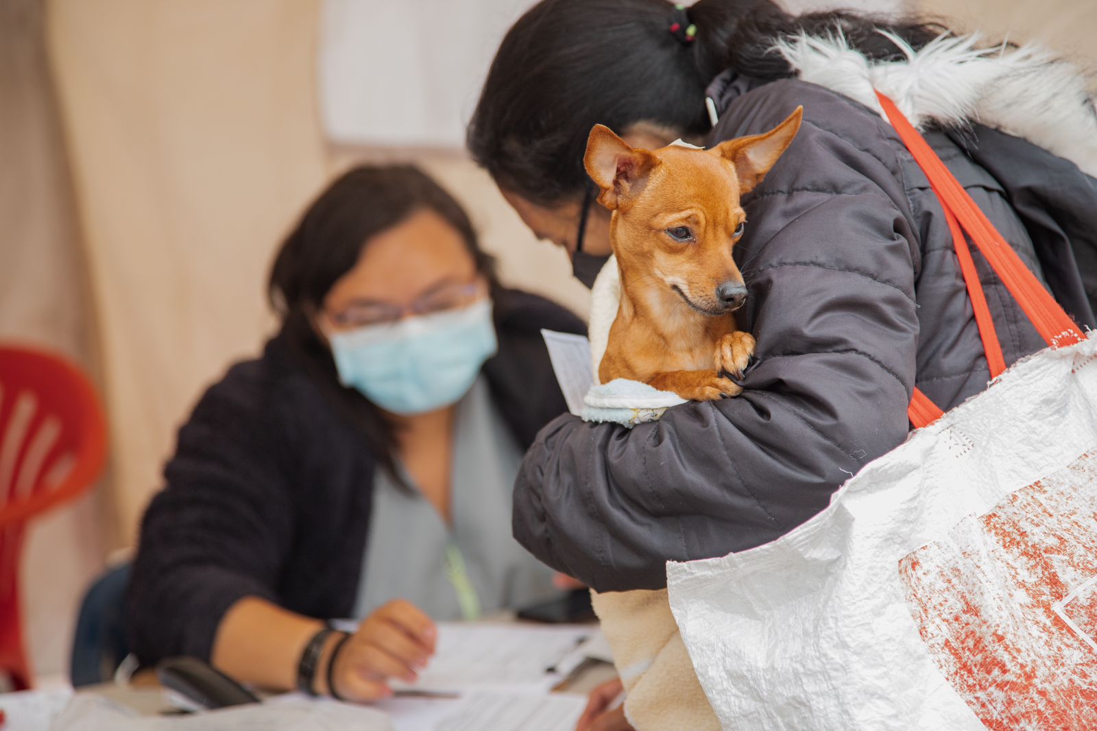 La entidad distrital de protección animal precisó que el formulario es una herramienta para recopilar información que ayude a potenciar el servicio voluntario que los cuidadores y hogares de paso brindan a los animales más vulnerados de Bogotá. Cortesía: Idpyba.