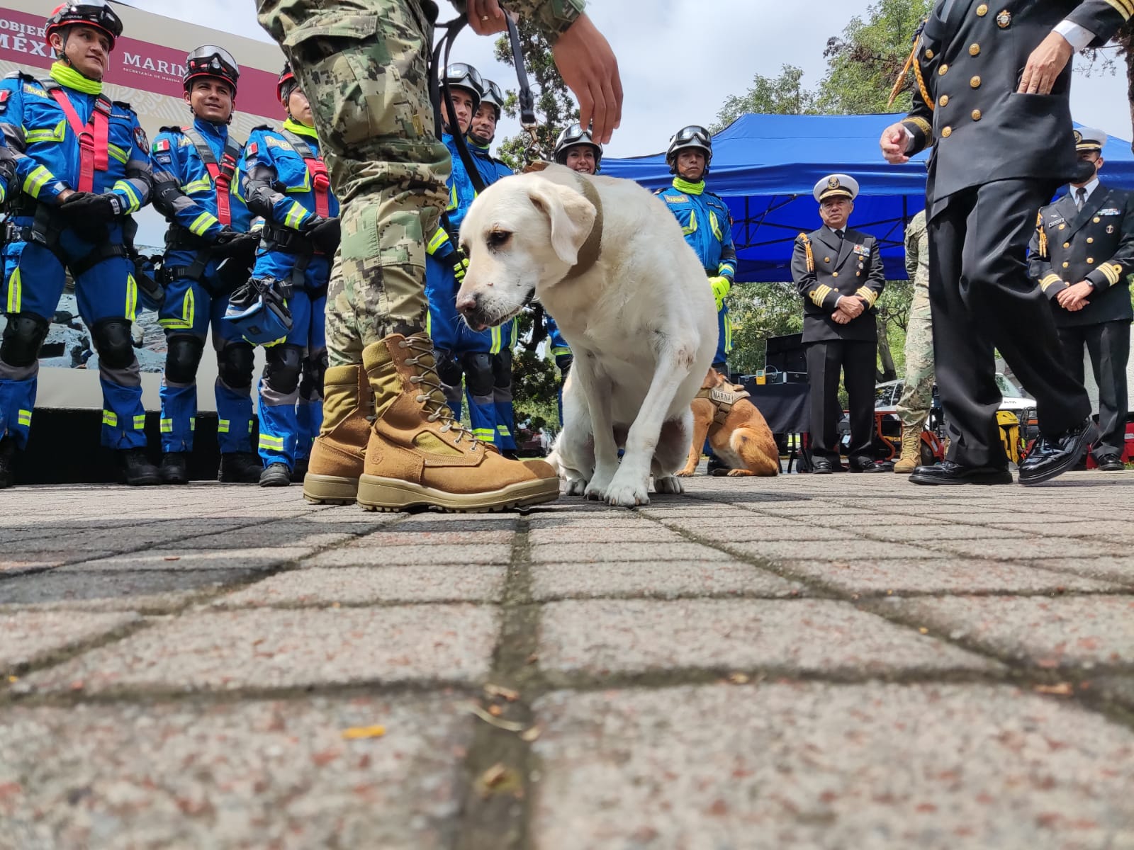 Gracias Frida” La Dedicatoria Especial De La Marina De México A Su Labrador Más Famosa Infobae 5429