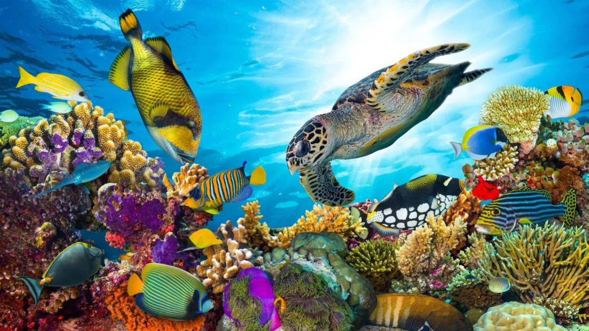 La UICN instó a actuar con urgencia ante la pérdida de las especies a nivel mundial y poner mayor atención en las especies marinas (iStock)