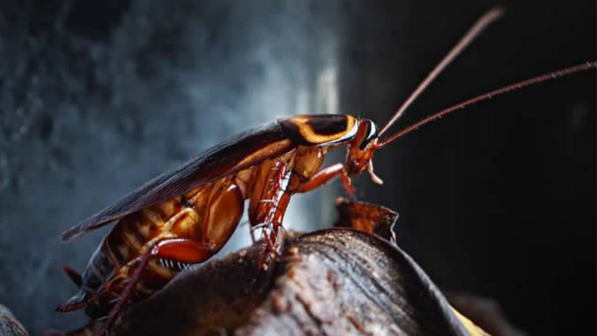 Las cucarachas pueden provocar enfermedades respiratorias o intestinales (Archivo)