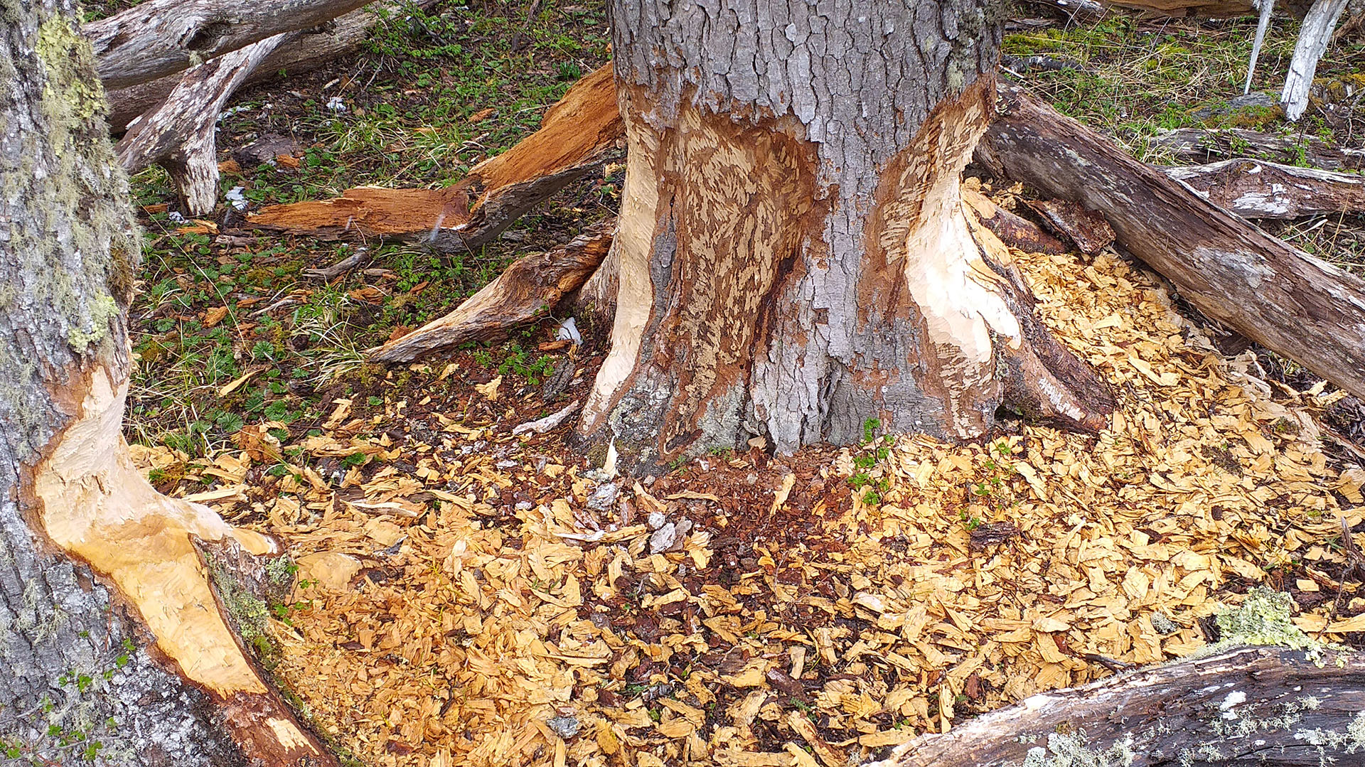 “El impacto del castor en bosques y turberas es igual del lado chileno que del argentino, sólo que para nosotros [chilenos] la mayor preocupación es el avance hacia el norte en la Patagonia continental”, indica Arredondo (WCS Chile)