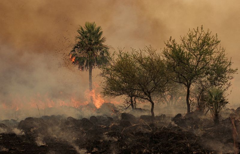 Los Esteros del Iberá en estado crítico por los incendios que ya quemaron 31.000 hectáreas en Corrientes