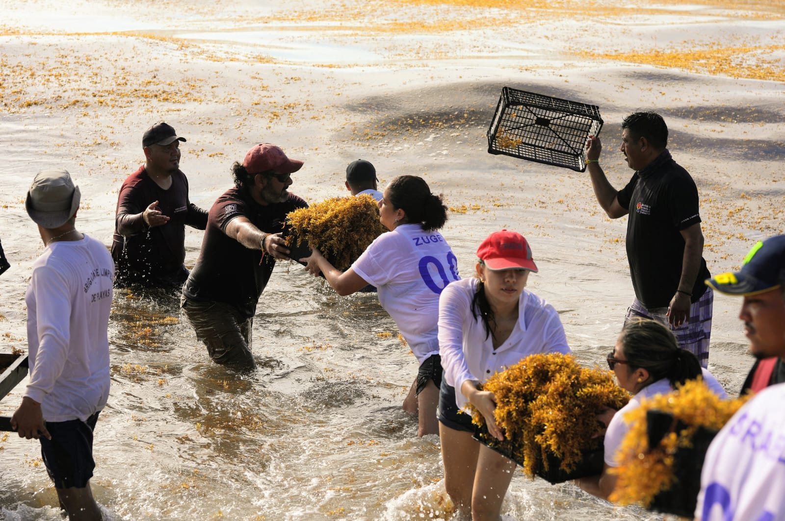 A total of 6,106.59 tons of sargassum were removed from the 7 beaches that have public access.  (Photo: Benito Juárez City Hall, Quintana Roo)