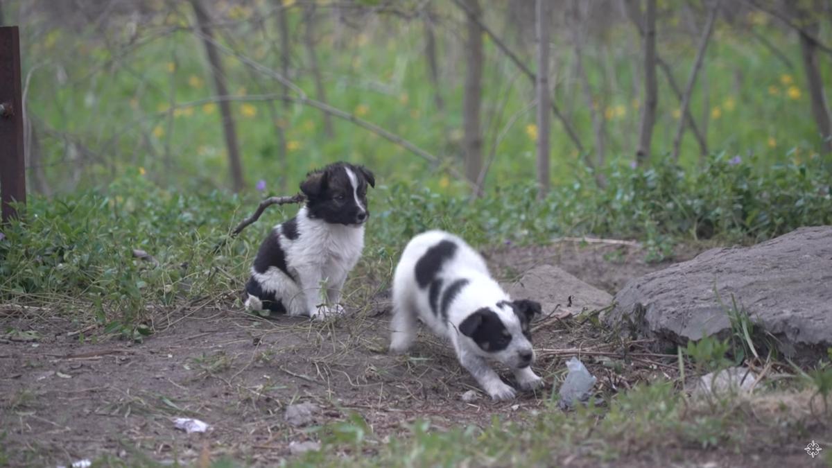 Cachorros descendientes de los perros abandonados en Chernobyl vagan por los pueblos de los alrededores donde recomiendan no acariciarlos por su exposición a la radiación