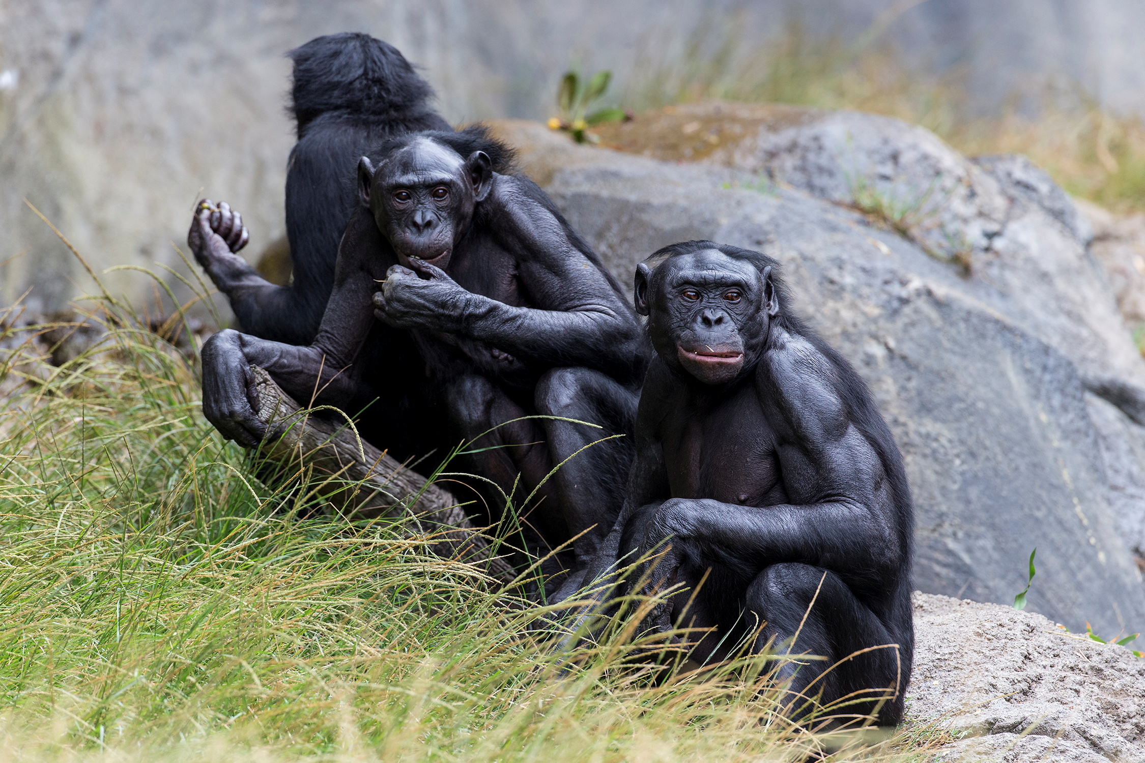 MBOU-MON-TOUR ha desarrollado un sistema de conservación del ecosistema dirigido por los indígenas en la RDC que promueve la coexistencia de los pueblos indígenas y las comunidades locales con las poblaciones locales de bonobos (REUTERS)