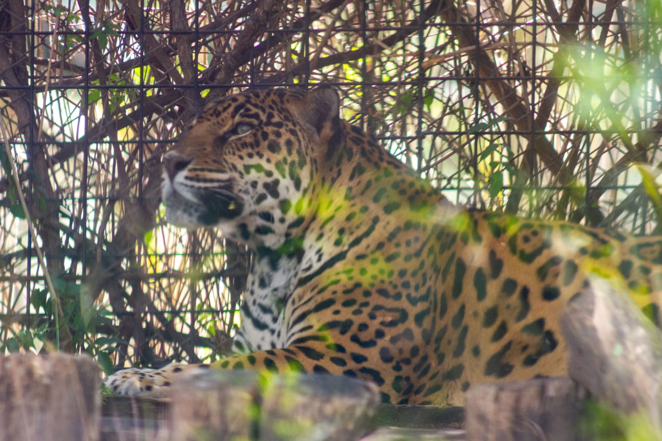 En el Zoológico de San Juan de Aragón habitan cuatro jaguares de 16, 17 y 18 años de edad.
(Sedema)