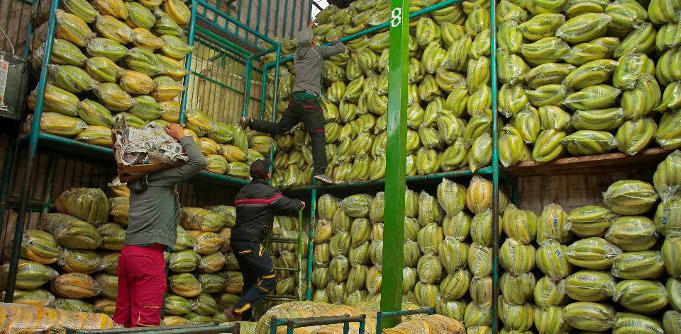 Se espera un incremento en la producción de productos como mango, banano, papaya, plátano, yuca, espinaca, ahuyama, habichuela y coliflor.  Upra