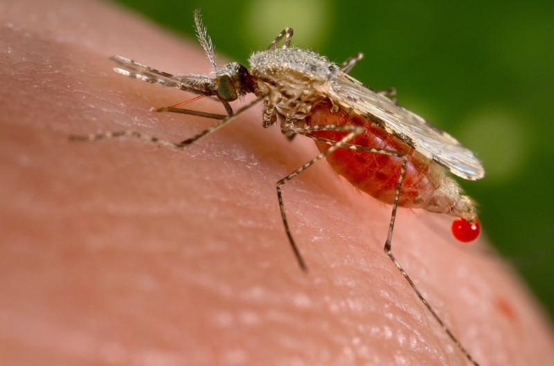 Los casos de malaria se han multiplicado por 36 en un país de menos de un millón de habitantes y el mosquito responsable comenzó a ser divisado en otras naciones africanas /  REUTERS/Jim Gathany/CDC/Handout via Reuters/Files