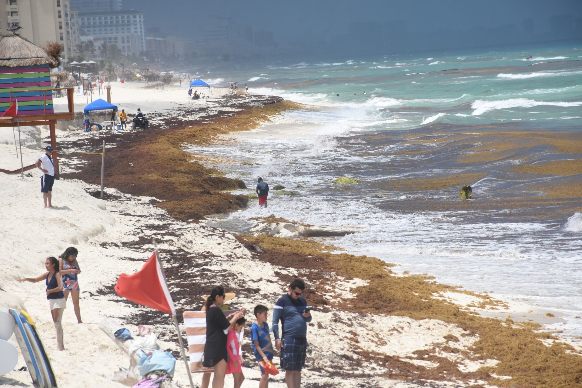 Sargazo mantiene 41 spiagge a Quintana Roo al semaforo rosso, secondo la  rete di monitoraggio - Infobae