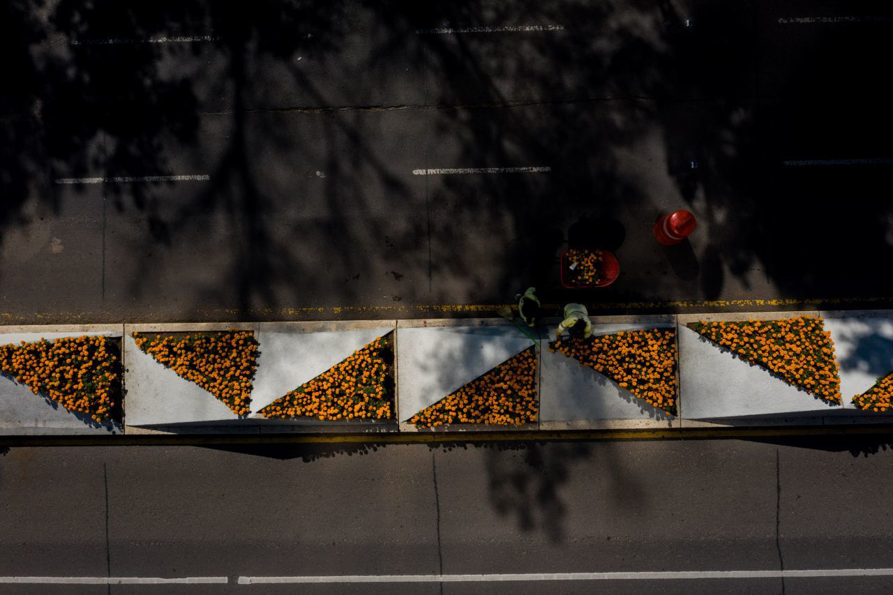 Toma aérea del camino de flores de cempasúchil colocadas sobre Paseo de la Reforma