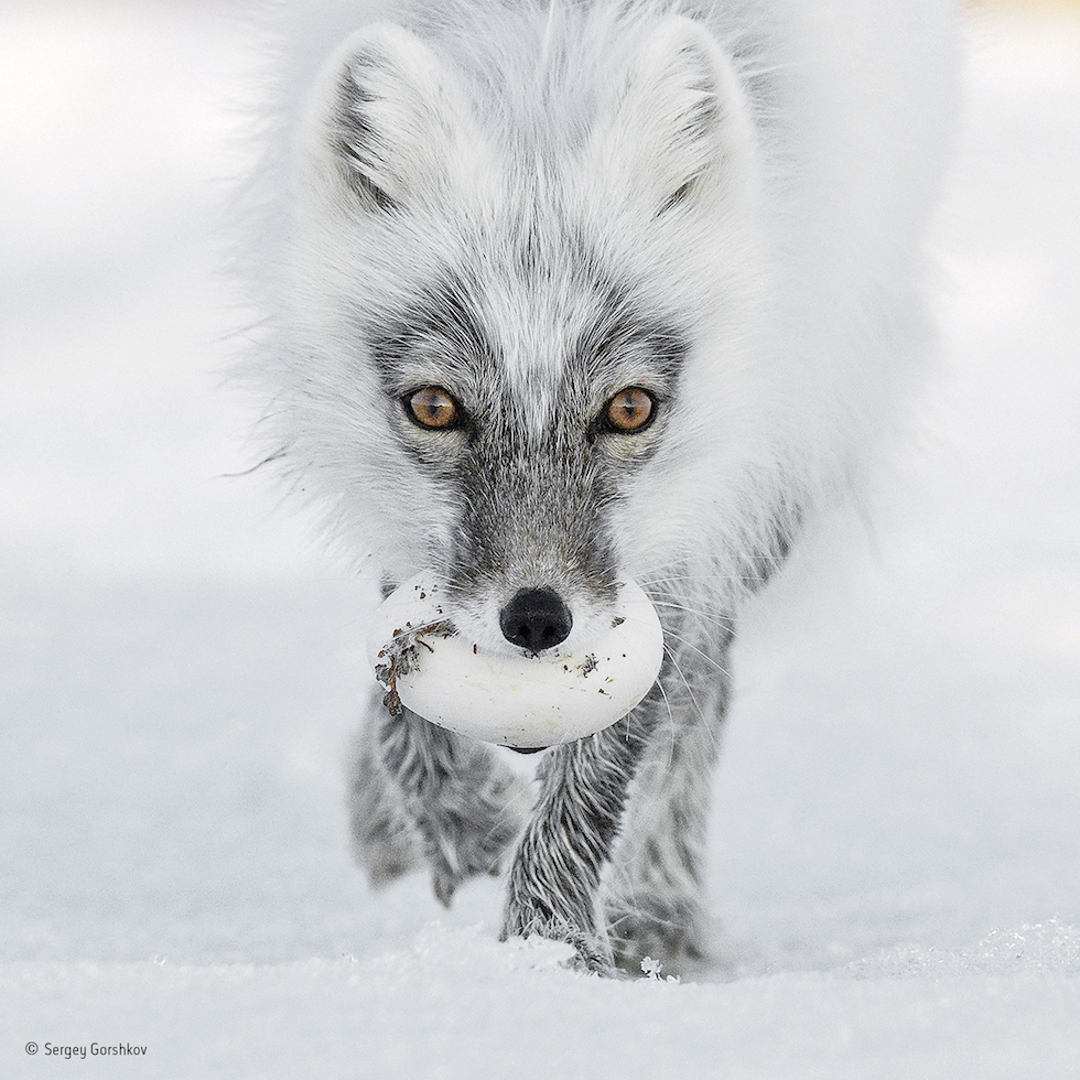 El aumento de la temperatura castigará al zorro ártico, según afirmaron los científicos / ©Sergey Gorshkov - Wildlife Photographer of the Year