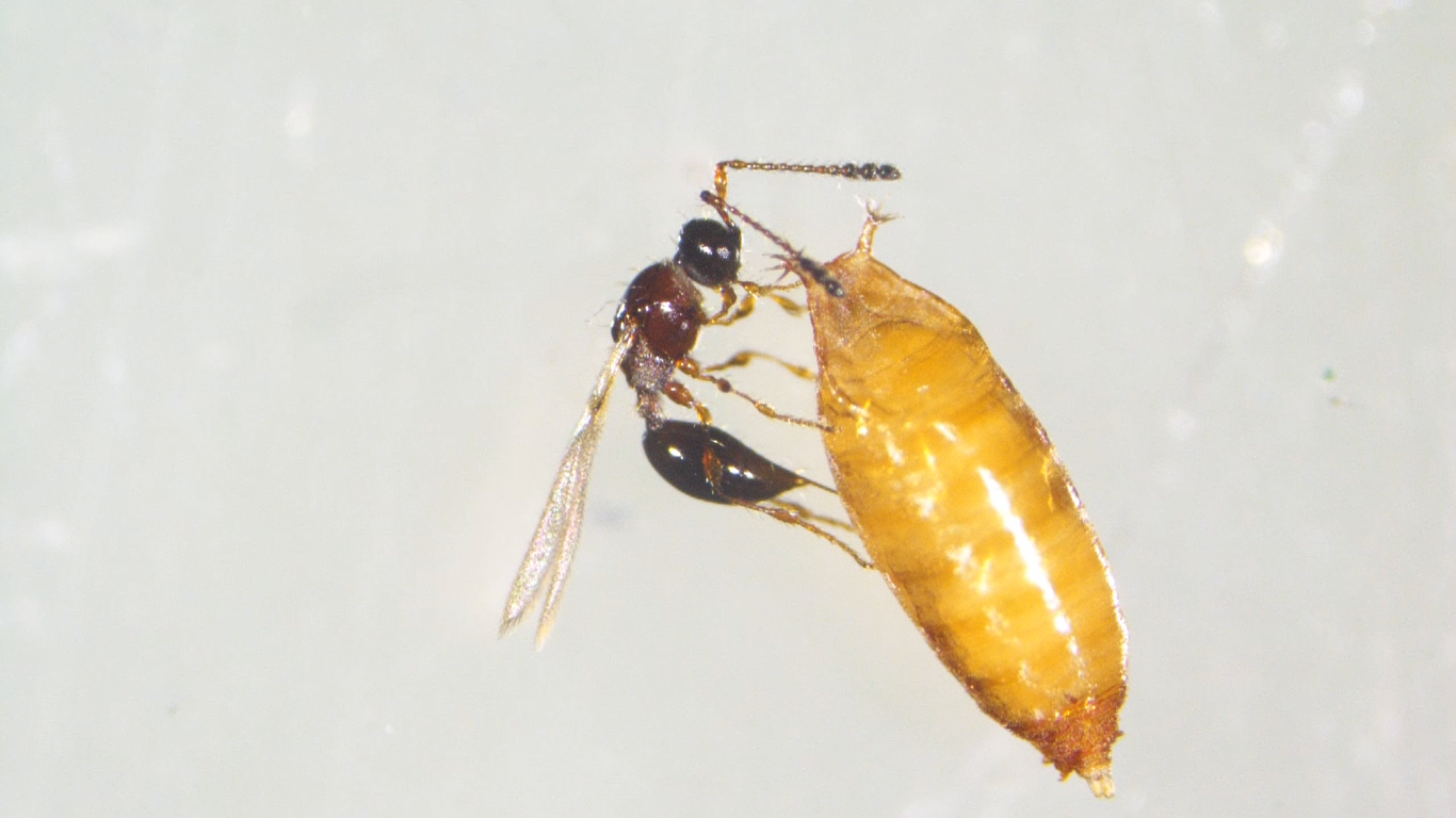 Una avispa está parasitando una pupa de la mosca de las alas pintadas en el Laboratorio de Ecología Química de Uruguay/Federico Triñanes y Gerardo de la Vega, G. (LEQ-Uruguay)