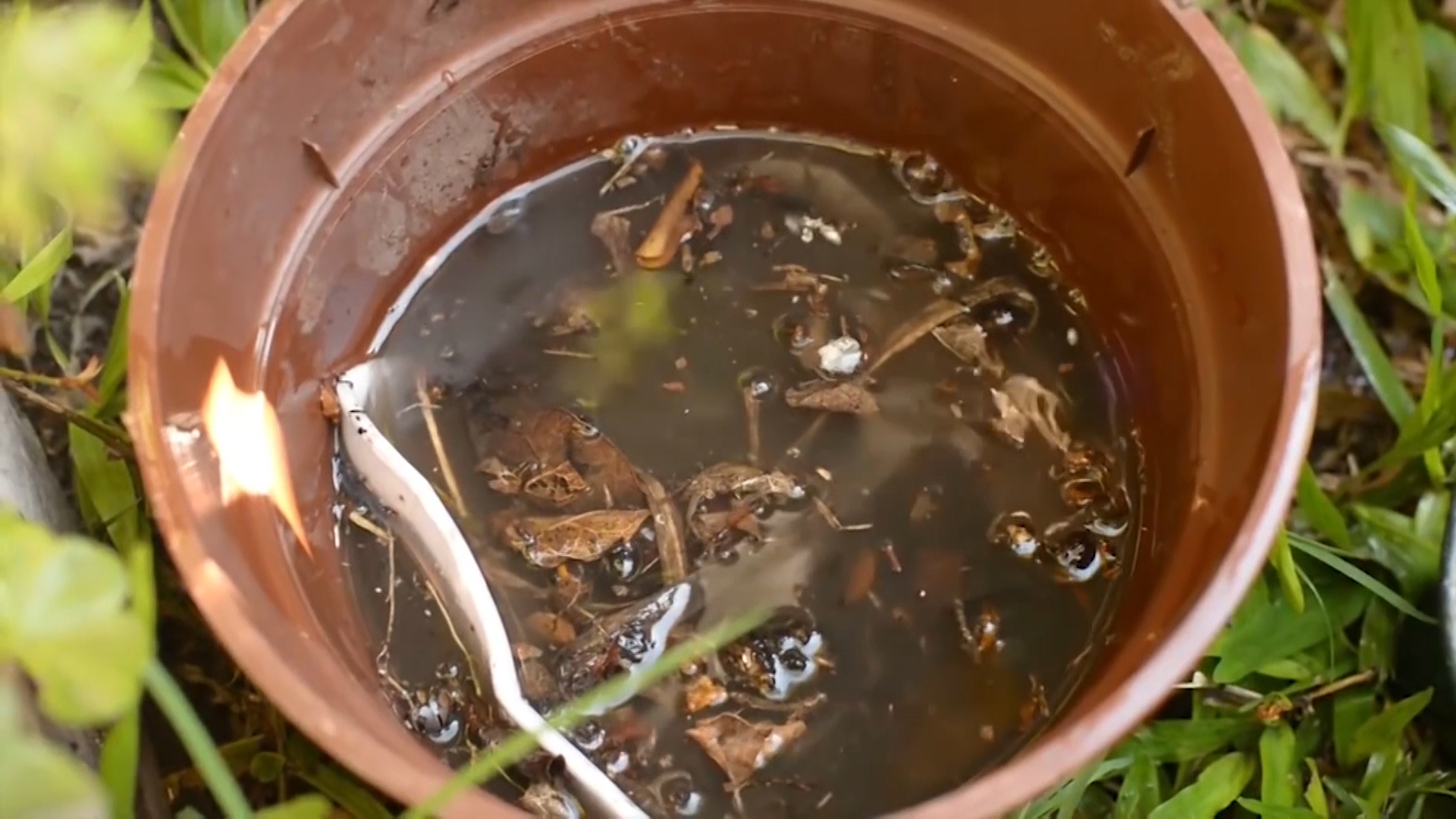 Los mosquitos transmisores del dengue son considerados como de "inundación", ya que ponen sus huevos apenas sobre el nivel de agua para que, en el momento que crezca, sus crías inicien su desarrollo / Archivo
