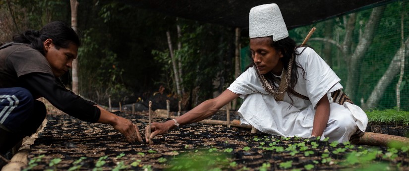 La comunidad arhuaca sembrará 700.000 árboles nativos en la Sierra Nevada  de Santa Marta - Infobae