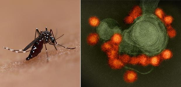 A la izquierda, un mosquito Aedes. A la derecha un virus de zika, es decir un flavivirus (NIAID)