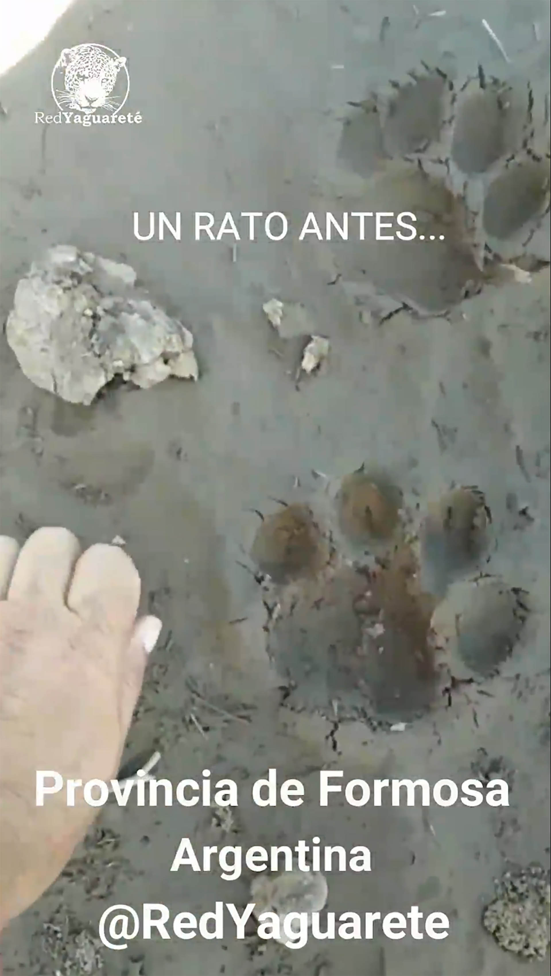 Las huellas del animal asesinado (captura Red Yaguareté)