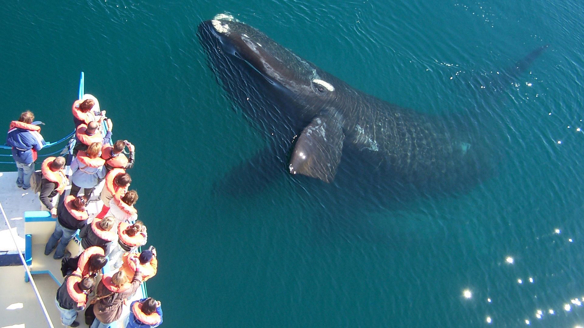 El verano resulta un buen momento para conocer distintas especies que habitan en la Patagonia, como las ballenas jorobadas, minke y sei (Crédito: Ministerio de Turismo y Deportes)