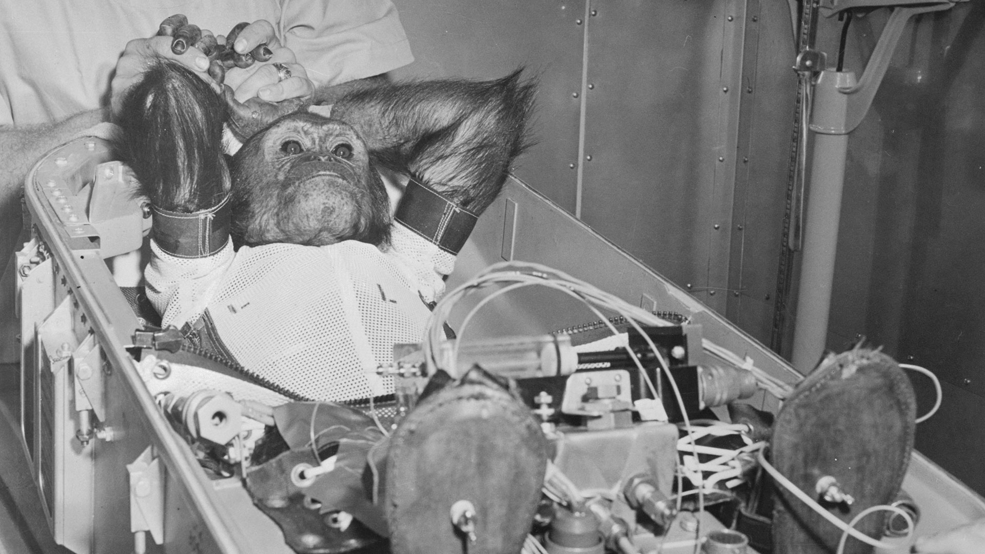 Washington incorporó 40 chimpancés para su programa Mercurio. Y uno de esos machos era Ham. Había sido capturado por cazadores en el Camerún francés y llevados primero al zoo de Miami, Florida