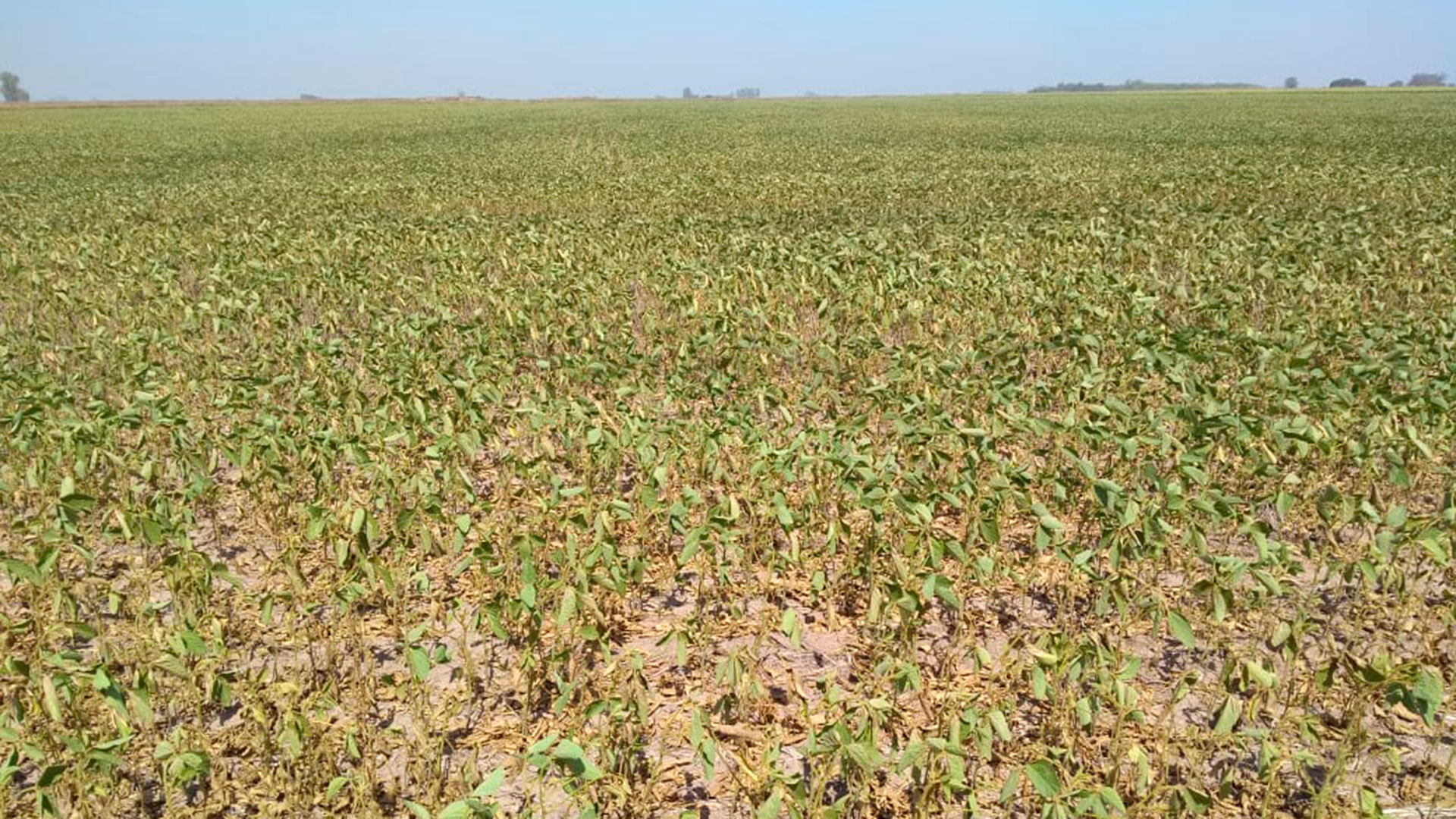 Lotes de soja de segunda en el norte de Buenos Aires afectados por la sequía (Martín Goinzueta) 