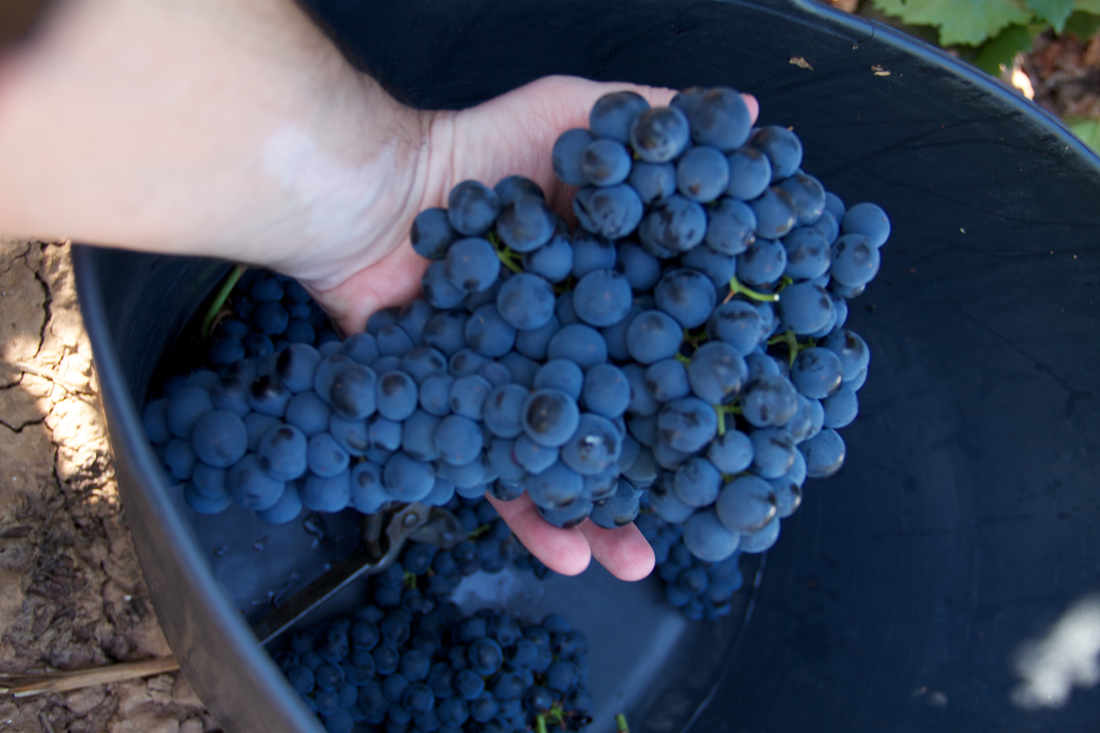 Uvas recolectadas por los viñedos.
EUROPA PRESS/DO VALDEPEÑAS
