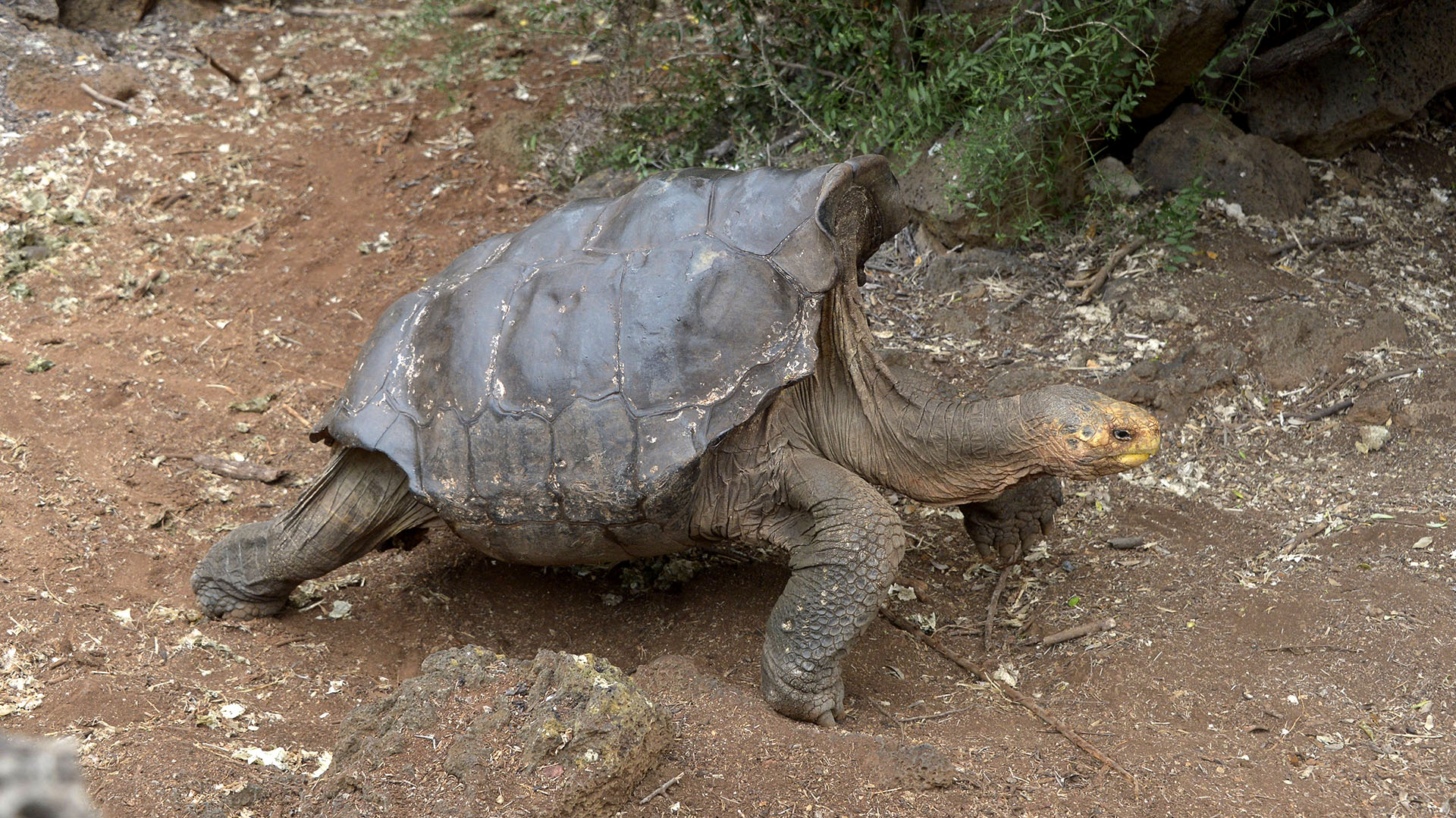 Tortuga gigante de la isla Española, Galápagos. (AFP)
