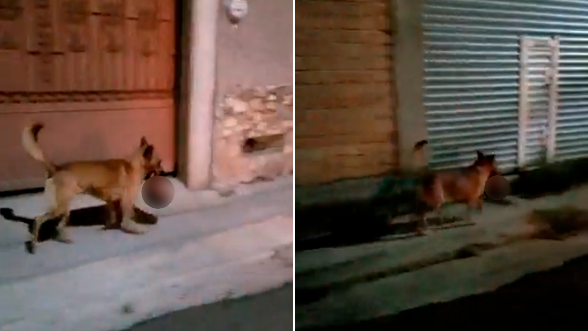 El canino fue captado deambulando por las calles con una cabeza humana colgando de su hocico (Especial) 