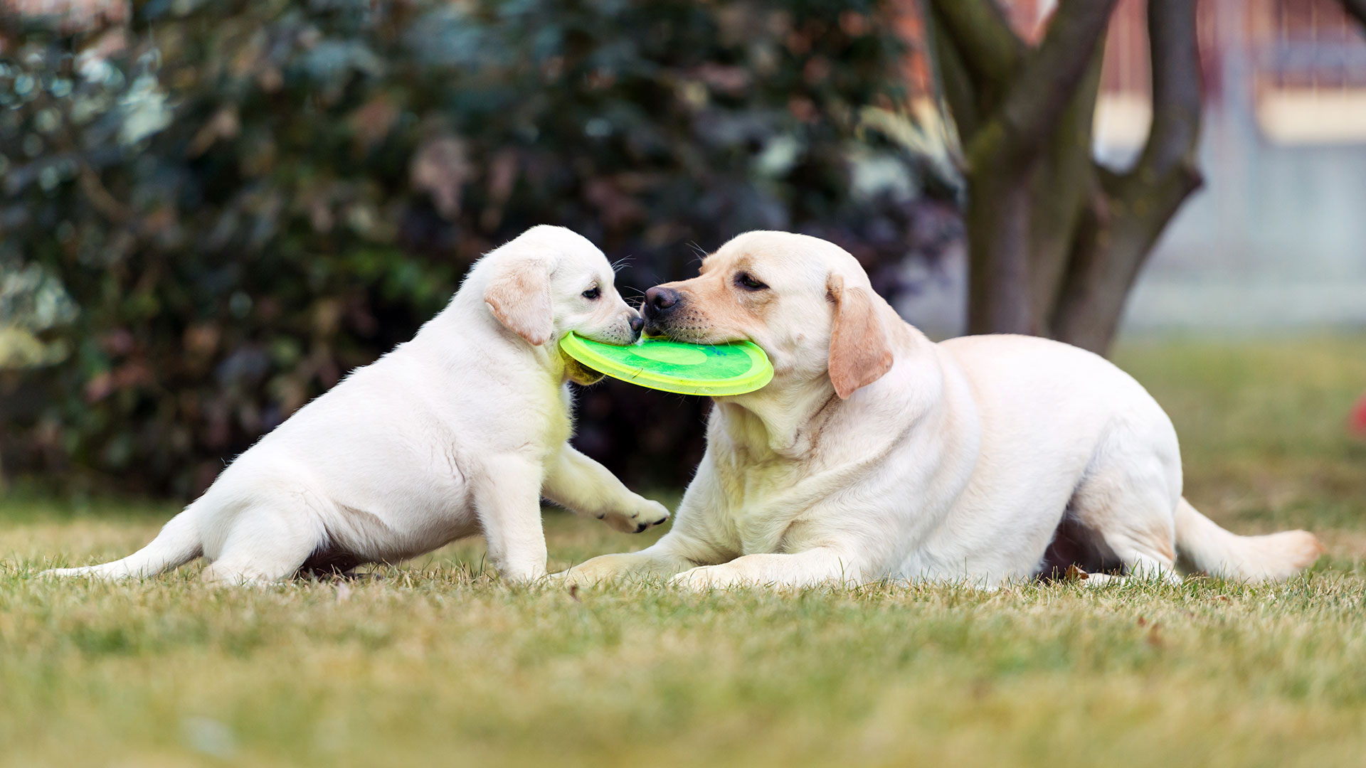 Al pensar en un juguete, los perros imaginan las diferentes características sensoriales de sus pelotas, huesos y juguetes favoritos, como la manera en la que huele o se ve (Getty)