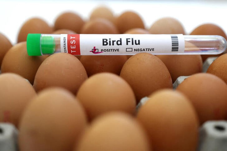 El virus H5N1 no ingresa al organismo a través del consumo de aves ni huevos de gallina, solo una manipulación de las aves sin cuidado, ni protección puede llegar a infectar a humanos ( REUTERS/Dado Ruvic)