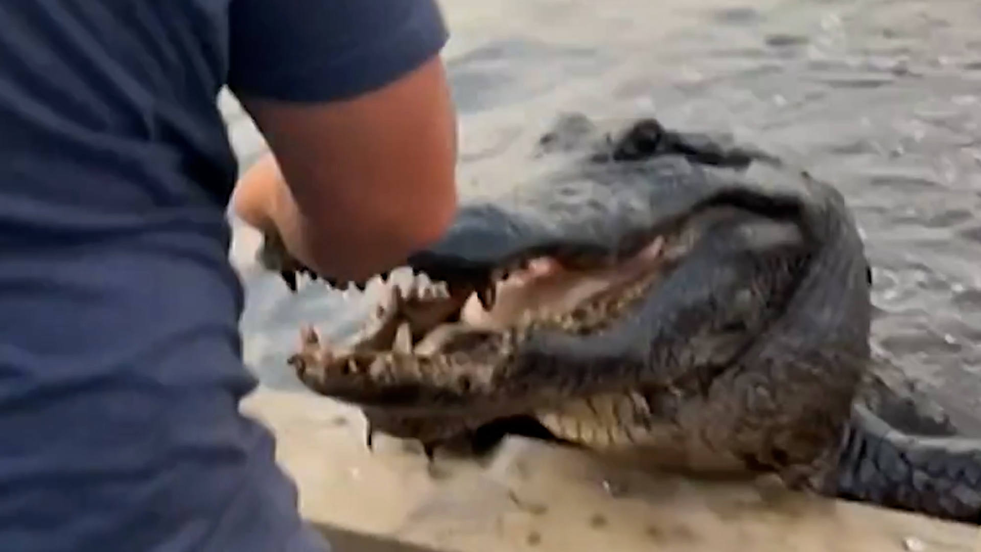El aterrador encuentro entre un audaz cocodrilo y unos turistas durante un paseo en bote por los pantanos de Luisiana