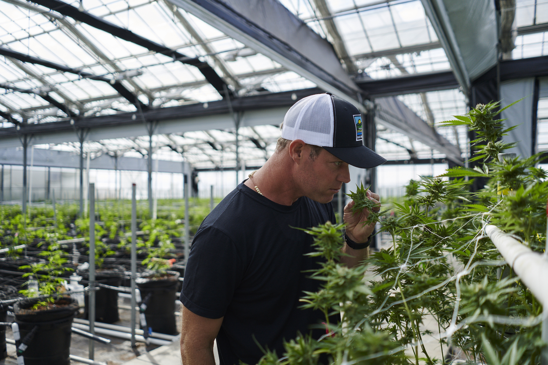 En California, sobre todo en los alrededores de San Francisco, hay granjas y producciones de cannabis que los turistas pueden visitar como se se tratase de cualquier otra atracción. (California) (The Washington Post / Philip Cheung)